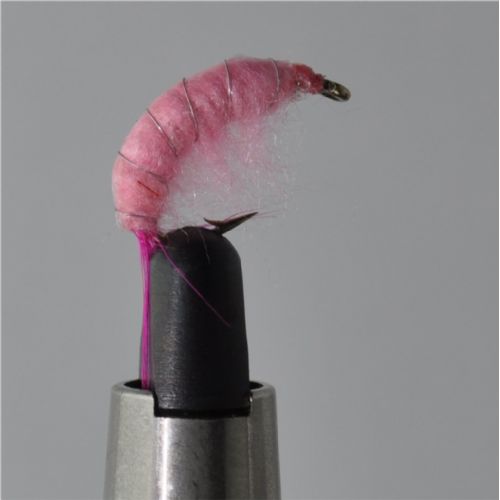 FLY1324 - Gammarus - Str.8<br>