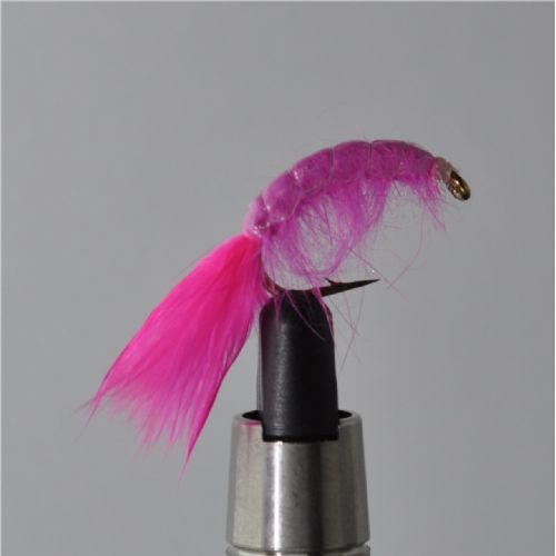 FLY1333 - Gammarus - Str.6<br>