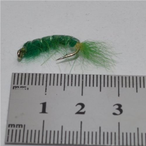 FLY1334 - Gammarus - Str.6<br>