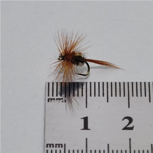 FLY2511 - Brown Peacock - Str.16<br>