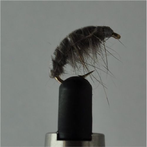 FLY2563 - Gammarus - Str.10<br>