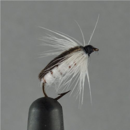 NY0124 - Corixa ny - Str.14<br>