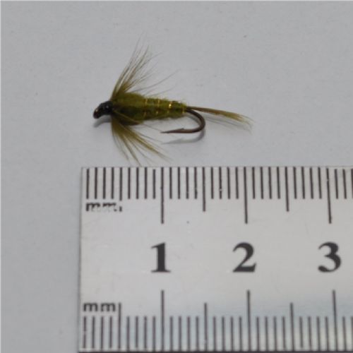 NY0163 - Olive ny - Str.12<br>