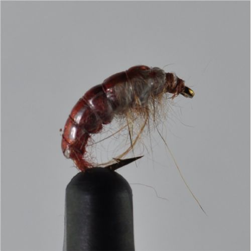 RIC0843 - Cz. ny Hares ear rusty - Str.12<br>